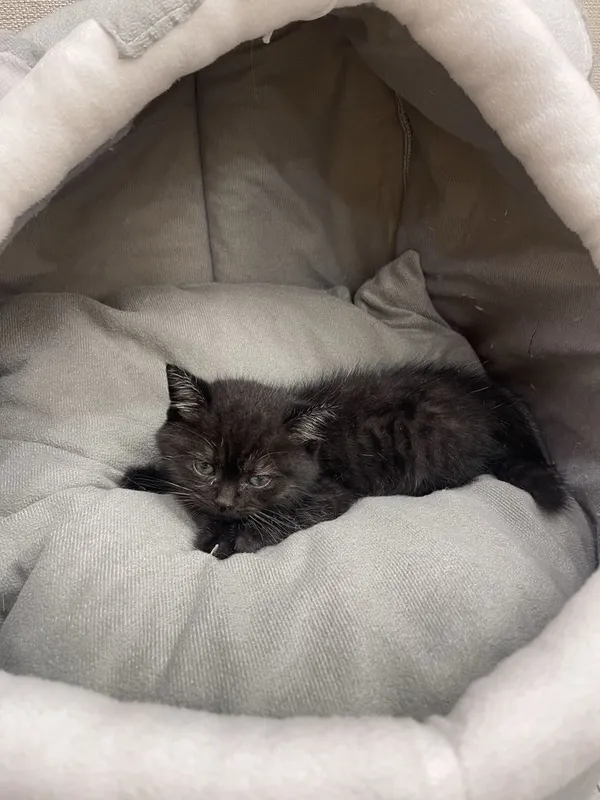 Продается котенка мальчик 1,5 месяца — фото 1