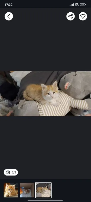 Котята рыжие 2 и 3 месяца 3 Котята рыжие 2 и 3 месяца 3
