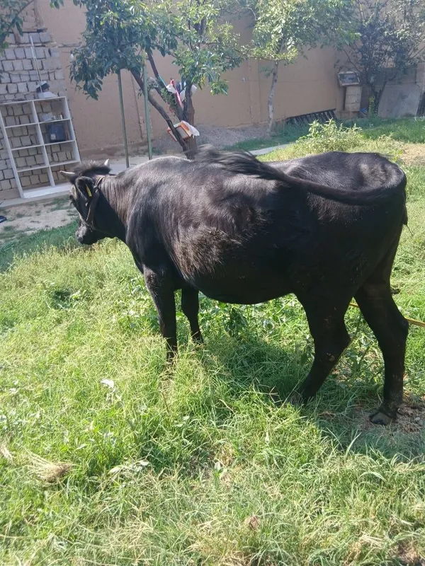 Asallomalekum g'unajin sotiladi 2