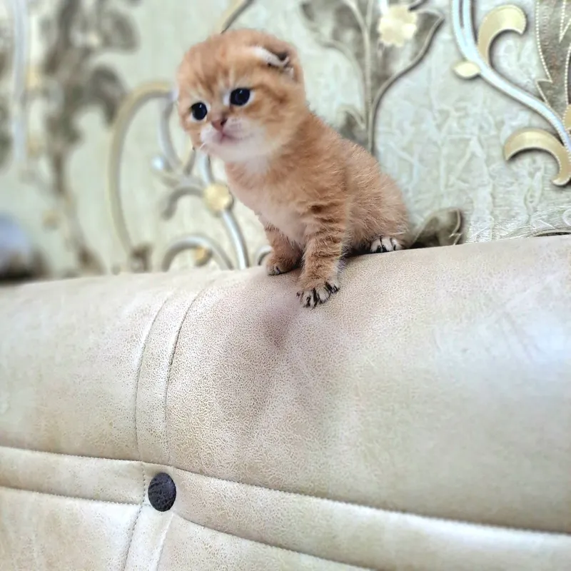 Котёнок от правильной вязки 5