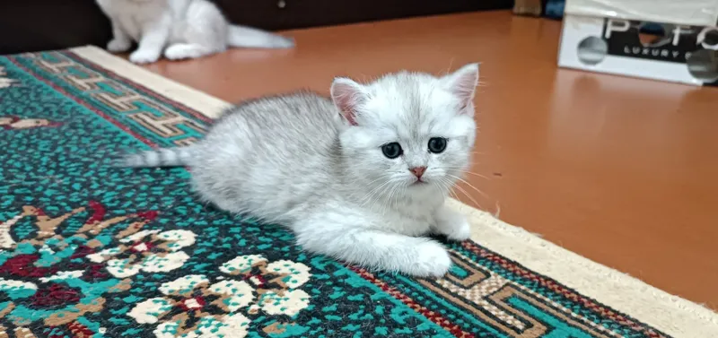 Британский серебристый шиншилла — фото 2