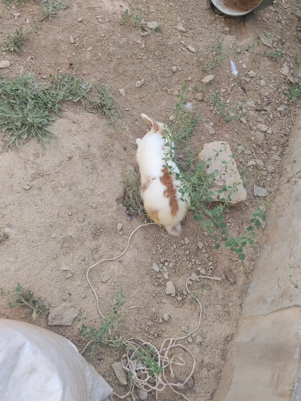 Quyon sotiladi karlik erkak