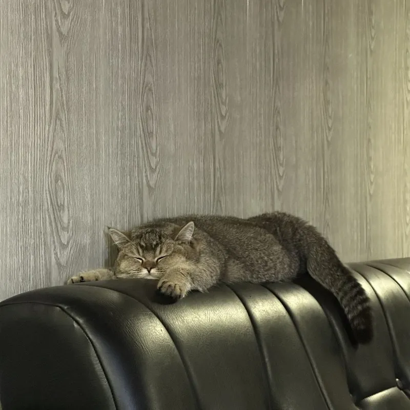 Продаются котята, Золотая шиншила от правильной вязки 7 Продаются котята, Золотая шиншила от правильной вязки 7