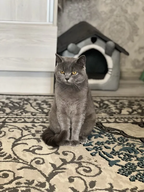 Jinsi ? Erkak kopytrgani ayol kerak yoshi 9 oylik narxini kelshamiz — фото 2