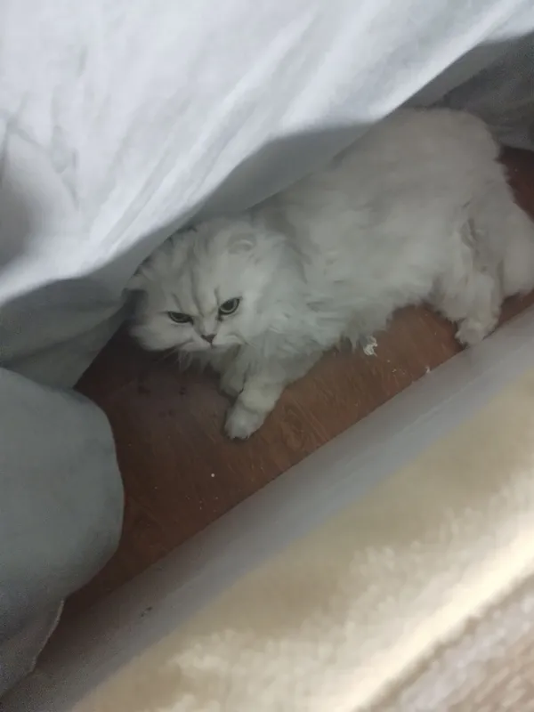 Персидская кошка девочка — фото 1
