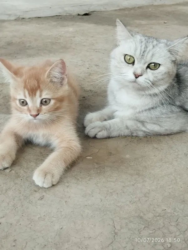 Har xil zotlimmushuklar va mushukchalar bor 2
