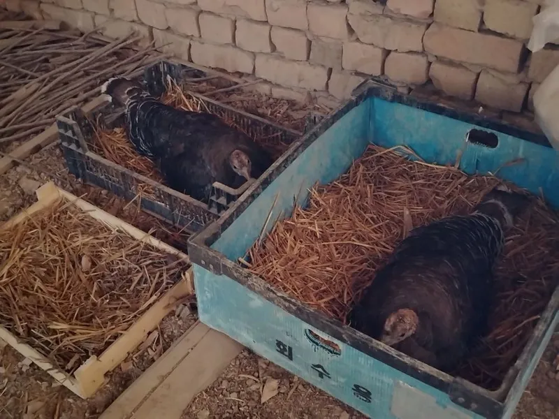 kurka kurk tuxum ochishga tayyor