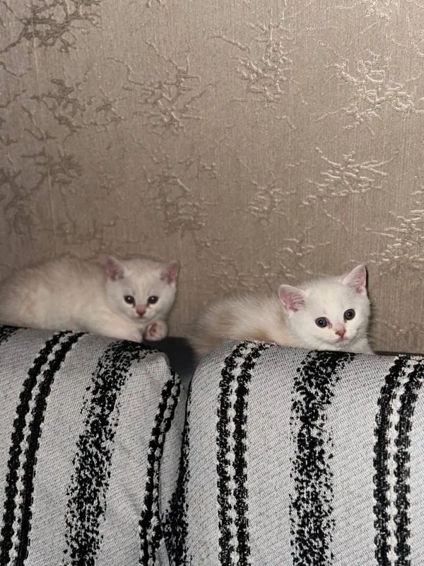 Продаются котята породы Скоттиш Страйт 1,5 месяцев — фото 3