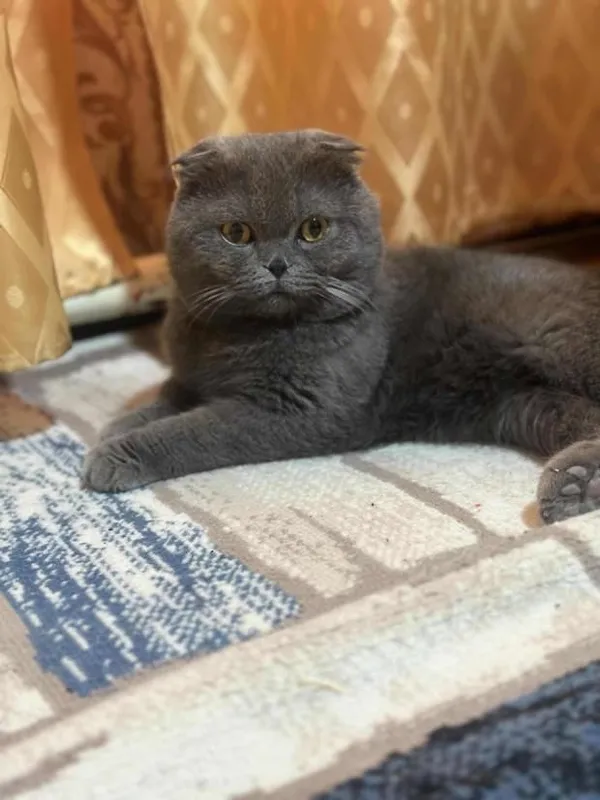 Скотиш фолд тоза зотдор еркак мушукча — фото 2