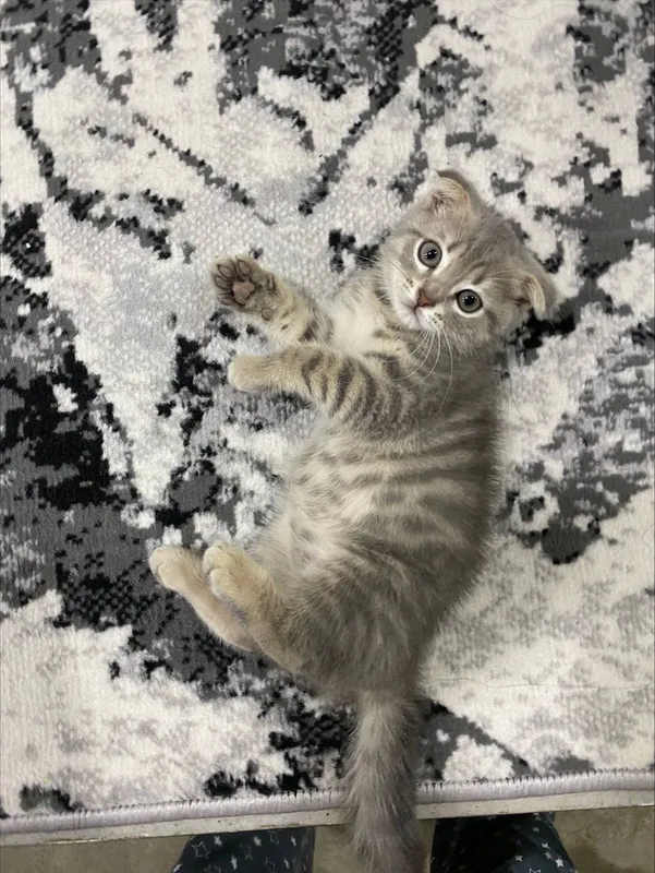 Мушук боласи скотиш фолд 3