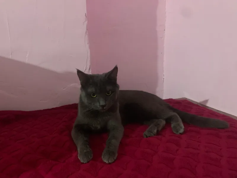 Продаётся британская и сиамская кошка 3