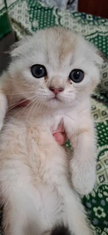 Котята Порода: Скоттиш Фолд — фото 7