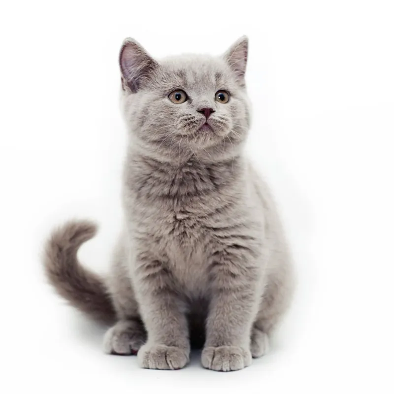 Продается British shorthair