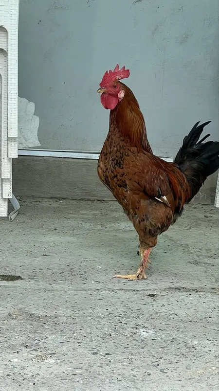 Xoroz sotiladi 1 Xoroz sotiladi 1