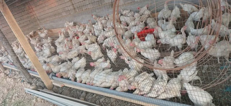 Tuhum qiladigan tovuqlar sotiladi 1