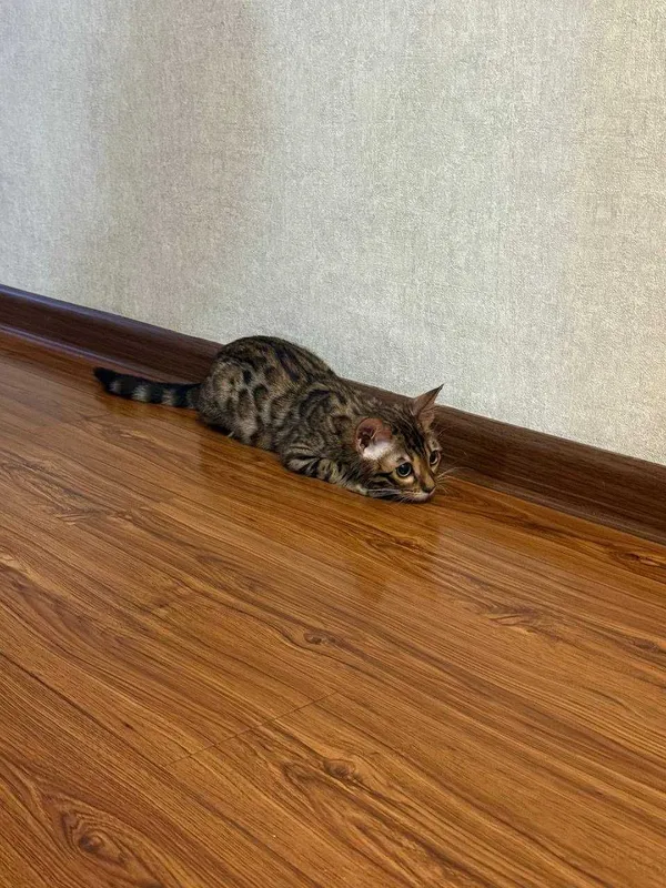 Продаю свою Бенгальскую кошку -5 месяцев, по кличке Муизза — фото 1