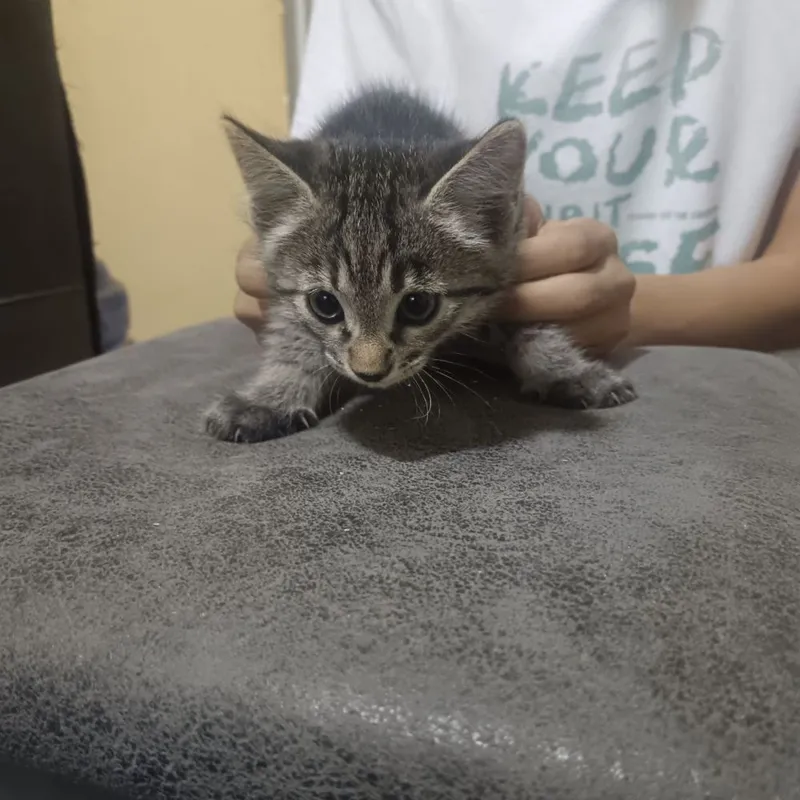 Котята бесплатно 4 Котята бесплатно 4