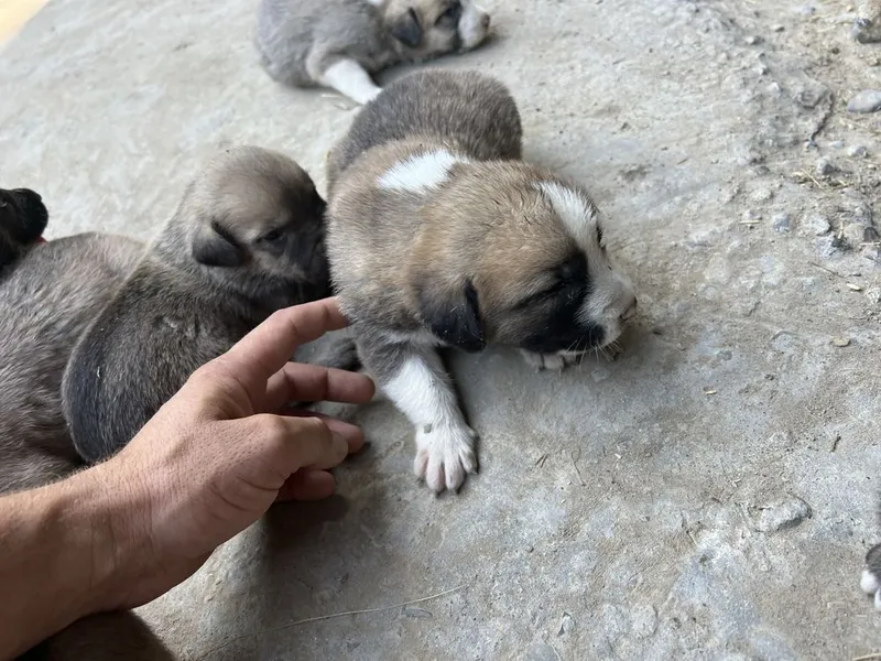 Alabay zotli kuchuklar va onasi sotiladi rasmda otasi bn onasi 6 Alabay zotli kuchuklar va onasi sotiladi rasmda otasi bn onasi 6