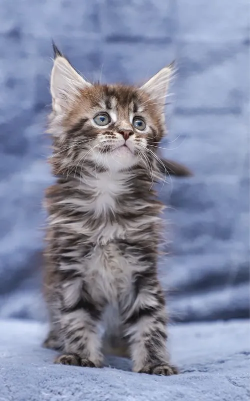 Котята породы Мейн кун классик, клубные с документами. — фото 5