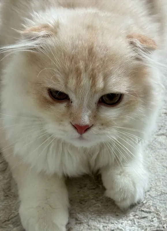 кот Scottish Fold 2
