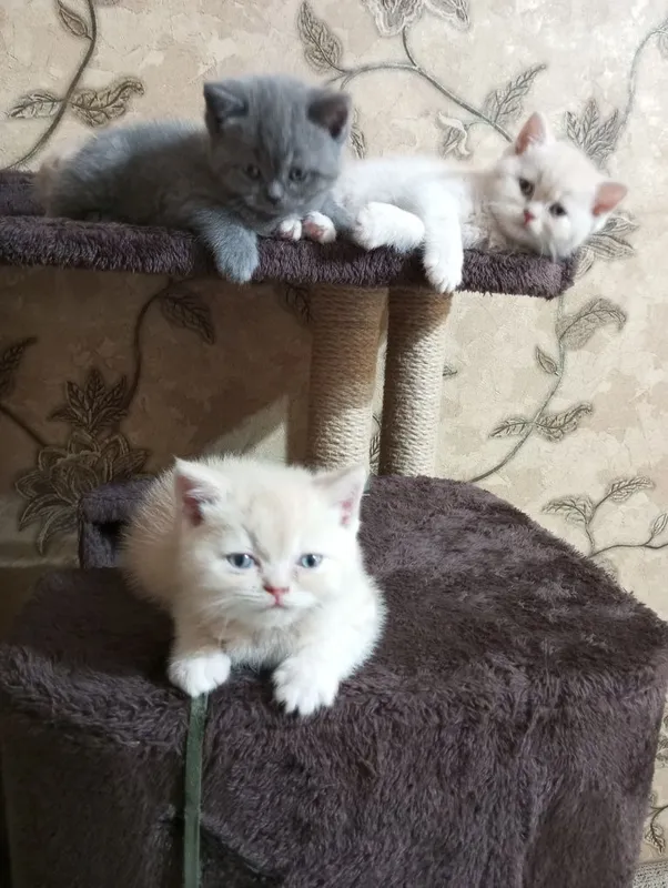 Продаются котята британцы. 6 Продаются котята британцы. 6