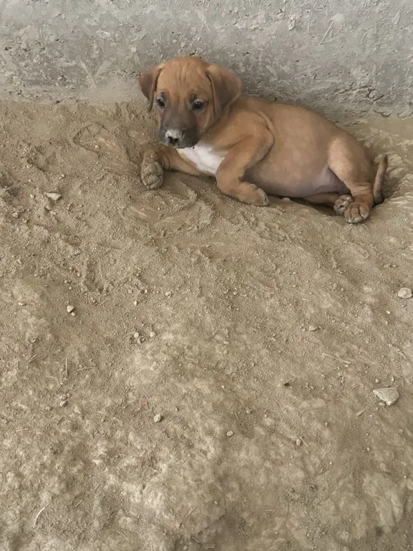 Pit bul bolari sotiladi 1 Pit bul bolari sotiladi 1