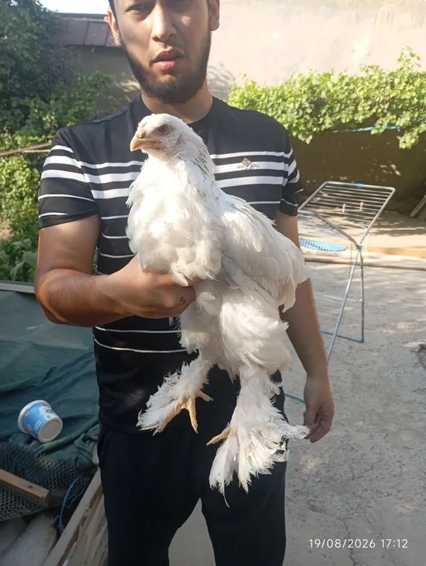 Birama tovuq xorozlari 1 Birama tovuq xorozlari 1