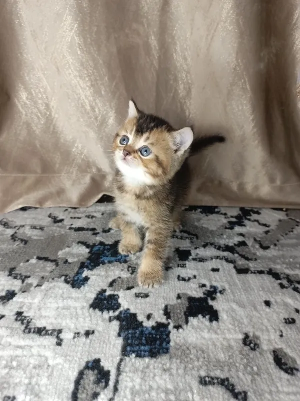 Вислоухие котята — фото 6