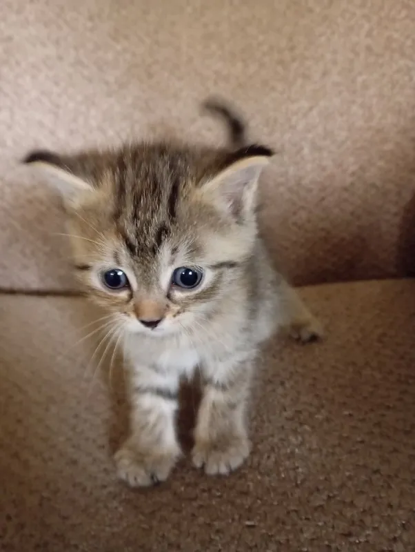 Породистые котятя