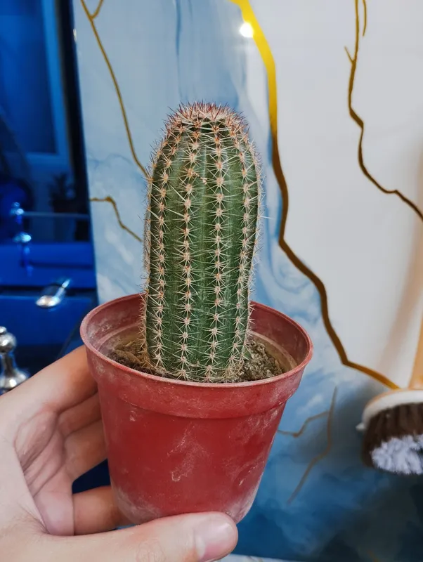 kaktus