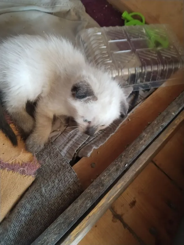 Продается котенок! — фото 4