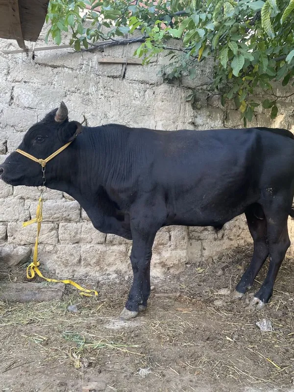 Boqma Buqa sotiladi 2 Boqma Buqa sotiladi 2
