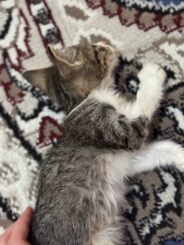 кошки котята 6