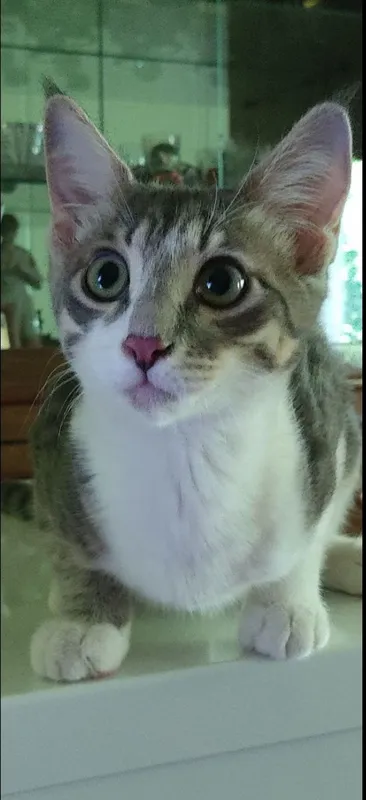 Котёнок в добрые руки. 1 Котёнок в добрые руки. 1