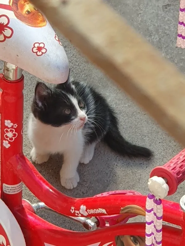Котят отдадим бесплатно 3 Котят отдадим бесплатно 3