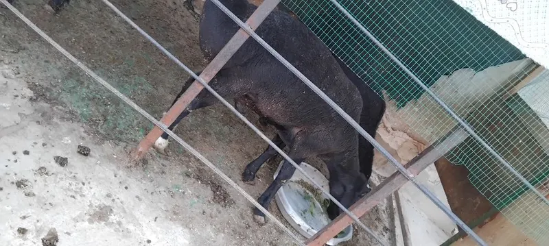 3 ta quchqorlar sotiladi