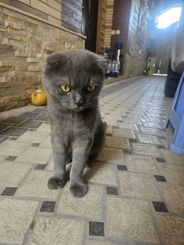 Кот Скотиш Фолд Серый