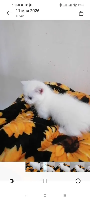 Продаются котята манчхины — фото 1