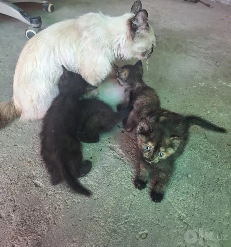 Котята бесплатно 3