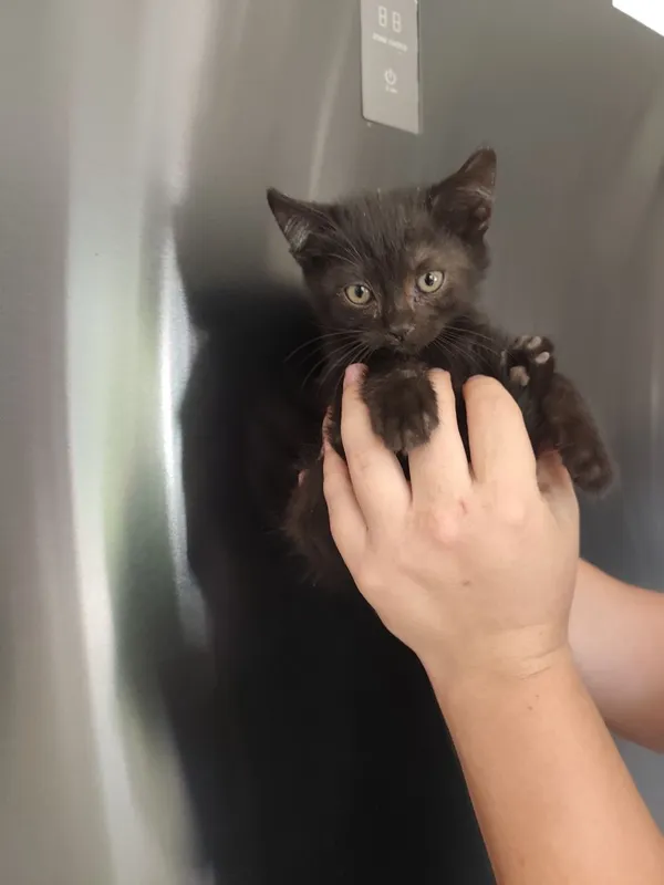 Котята породы Скоттиш Страйт — 1,5 месяца 4