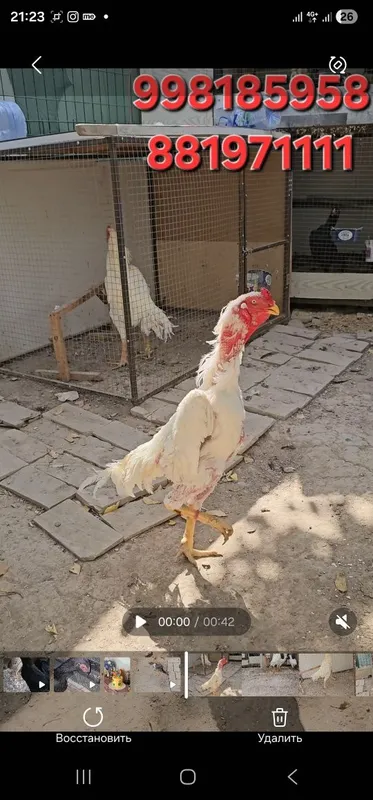 Tagidagi kementariyani oqib tel qilin .Nems o shamo 100%