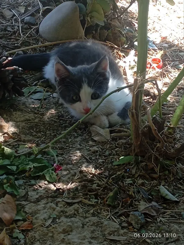 Котята мальчики домашние пристраиваются в добрые руки 2
