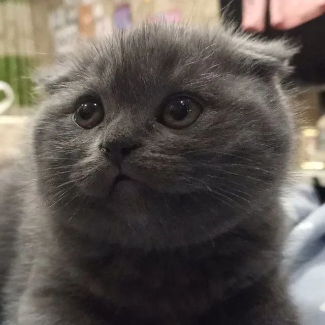 Шотландские котята — фото 3