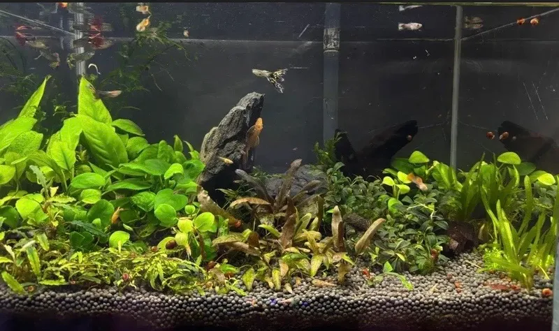 Baliqlar va o‘simliklar bilan akvarium 1 Baliqlar va o‘simliklar bilan akvarium 1