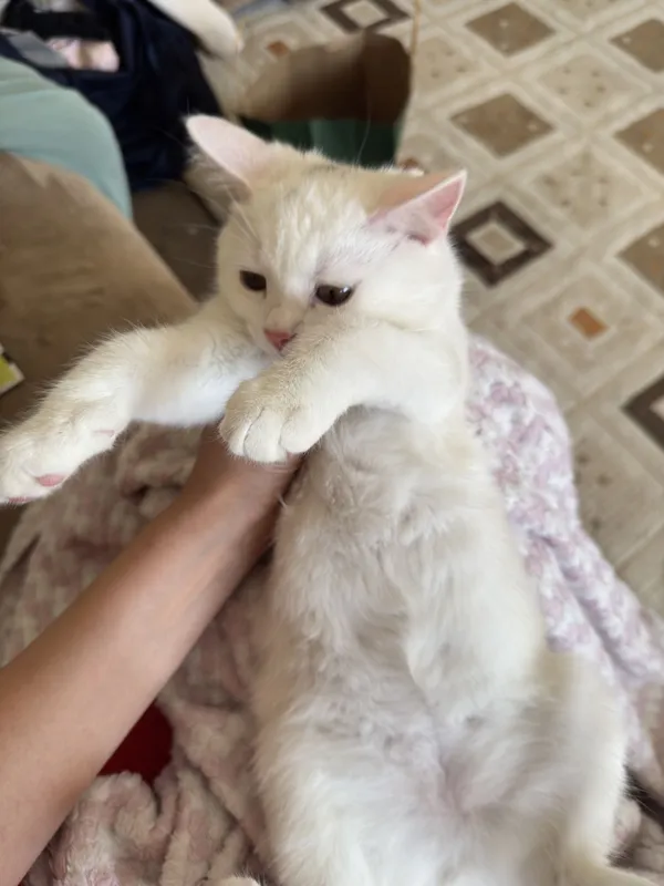 Милые котята в добрые руки Котятам 4 месяца, ласковые, игривые — фото 1