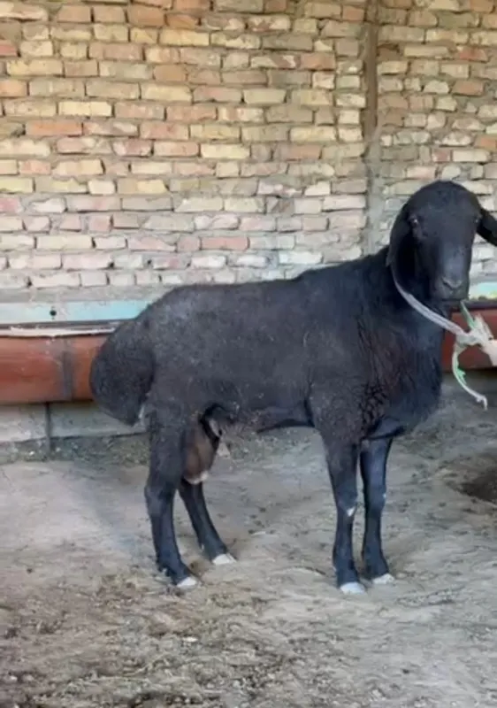 Qo'chqor sotiladi 1