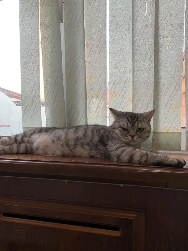 Britanskiy serebro chinchilla original
