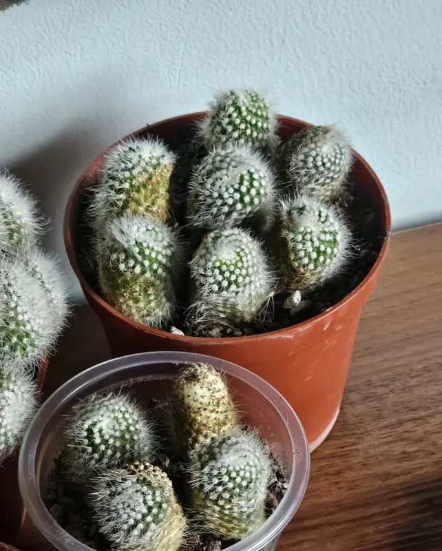 Продаются детки кактуса Mammillaria plumosa 2