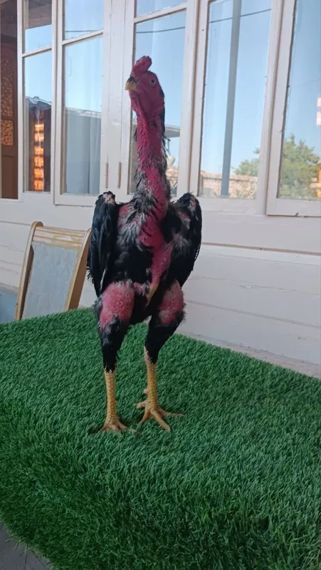 Dakan xoroz sotiladi 4