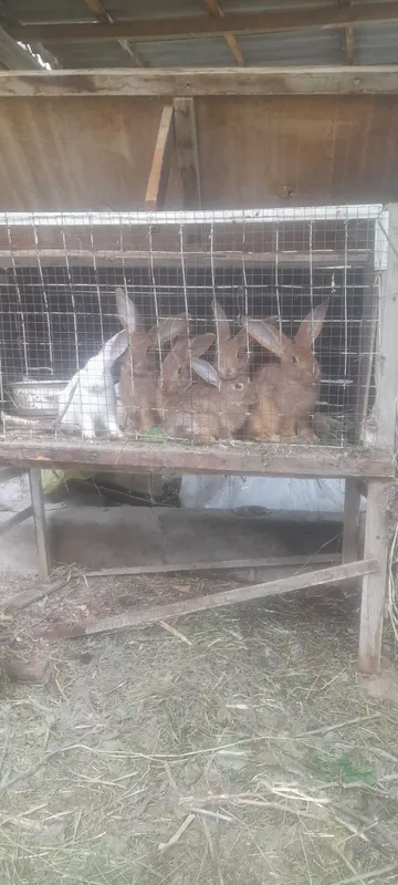 Крольчата( куён 2 ойлик) 2 месяца — фото 2